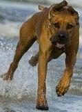 Rhodesian Ridgeback